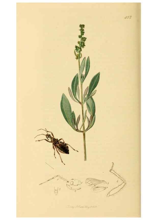 Reproducción/Reproduction 49640869401: British entomology :. London,Printed for the author,1823-1840 [i.e. 1840].. 