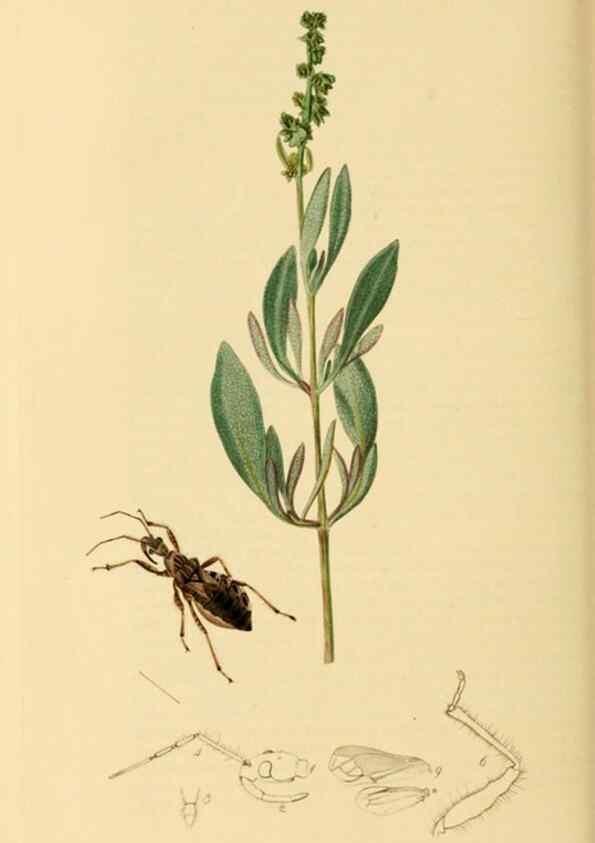 Reproducción/Reproduction 49640869401: British entomology :. London,Printed for the author,1823-1840 [i.e. 1840].. 