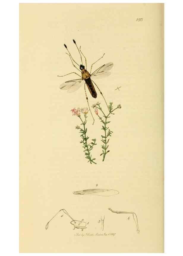 Reproducción/Reproduction 49640346908: British entomology :. London,Printed for the author,1823-1840 [i.e. 1840].. 
