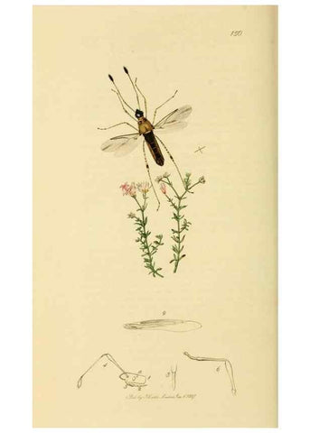 Reproducción/Reproduction 49640346908: British entomology :. London,Printed for the author,1823-1840 [i.e. 1840].. 