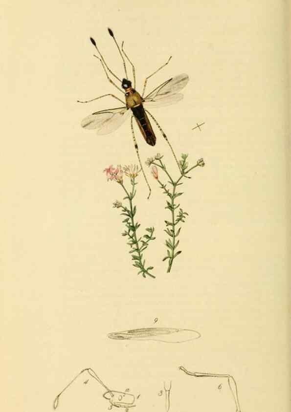 Reproducción/Reproduction 49640346908: British entomology :. London,Printed for the author,1823-1840 [i.e. 1840].. 