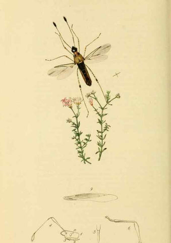 Reproducción/Reproduction 49640346908: British entomology :. London,Printed for the author,1823-1840 [i.e. 1840].. 