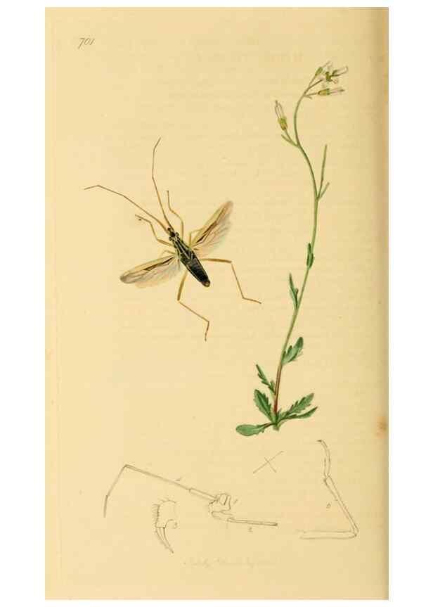 Reproducción/Reproduction 49641144022: British entomology :. London,Printed for the author,1823-1840 [i.e. 1840].. 
