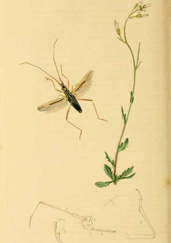 Reproducción/Reproduction 49641144022: British entomology :. London,Printed for the author,1823-1840 [i.e. 1840].. 