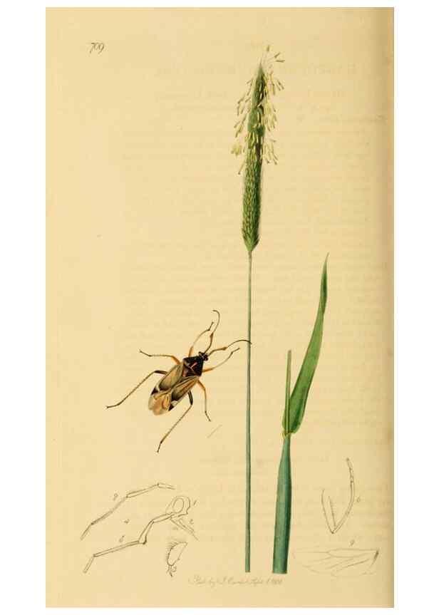 Reproducción/Reproduction 49640347488: British entomology :. London,Printed for the author,1823-1840 [i.e. 1840].. 