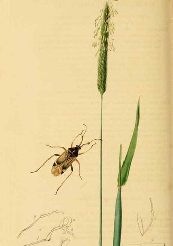 Reproducción/Reproduction 49640347488: British entomology :. London,Printed for the author,1823-1840 [i.e. 1840].. 