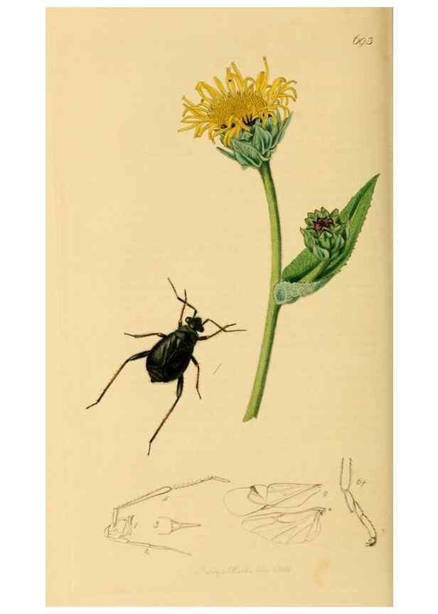 Reproducción/Reproduction 49640870276: British entomology :. London,Printed for the author,1823-1840 [i.e. 1840].. 