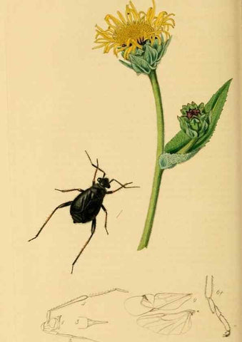 Reproducción/Reproduction 49640870276: British entomology :. London,Printed for the author,1823-1840 [i.e. 1840].. 