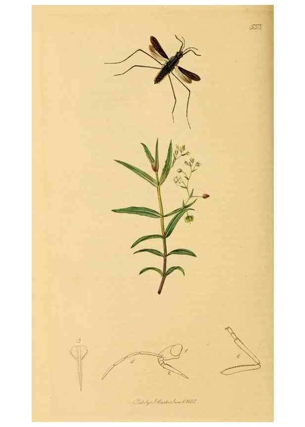 Reproducción/Reproduction 49640865896: British entomology :. London,Printed for the author,1823-1840 [i.e. 1840].. 