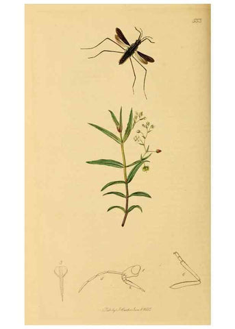 Reproducción/Reproduction 49640865896: British entomology :. London,Printed for the author,1823-1840 [i.e. 1840].. 