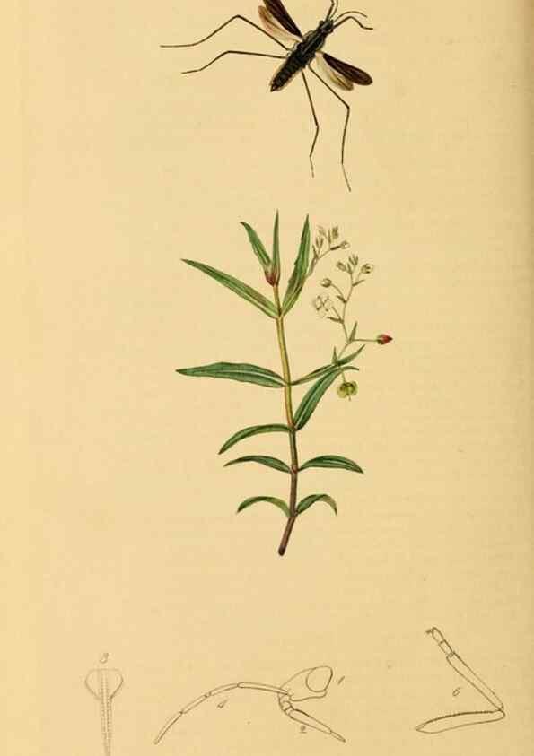 Reproducción/Reproduction 49640865896: British entomology :. London,Printed for the author,1823-1840 [i.e. 1840].. 