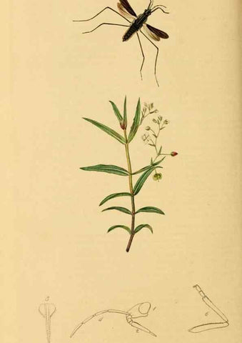 Reproducción/Reproduction 49640865896: British entomology :. London,Printed for the author,1823-1840 [i.e. 1840].. 