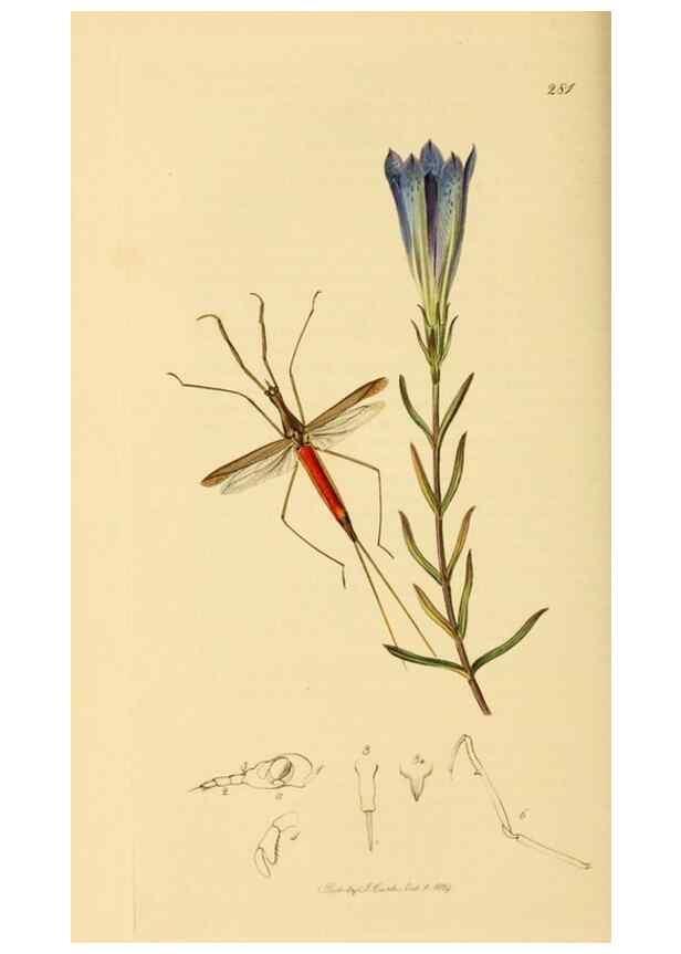 Reproducción/Reproduction 49641139362: British entomology :. London,Printed for the author,1823-1840 [i.e. 1840].. 