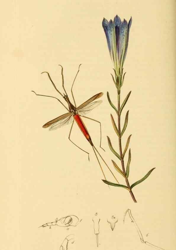 Reproducción/Reproduction 49641139362: British entomology :. London,Printed for the author,1823-1840 [i.e. 1840].. 