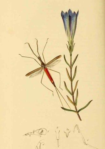 Reproducción/Reproduction 49641139362: British entomology :. London,Printed for the author,1823-1840 [i.e. 1840].. 