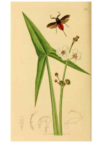 Reproducción/Reproduction 49640865341: British entomology :. London,Printed for the author,1823-1840 [i.e. 1840].. 