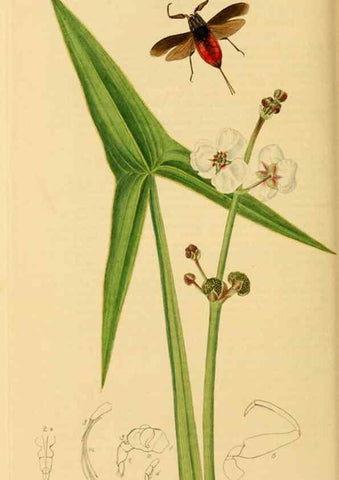 Reproducción/Reproduction 49640865341: British entomology :. London,Printed for the author,1823-1840 [i.e. 1840].. 