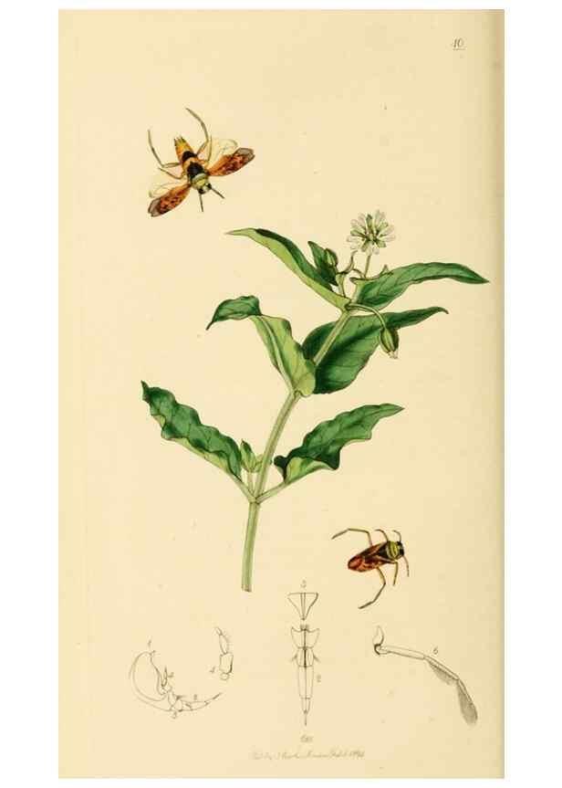 Reproducción/Reproduction 49640865036: British entomology :. London,Printed for the author,1823-1840 [i.e. 1840].. 