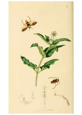 Reproducción/Reproduction 49640865036: British entomology :. London,Printed for the author,1823-1840 [i.e. 1840].. 