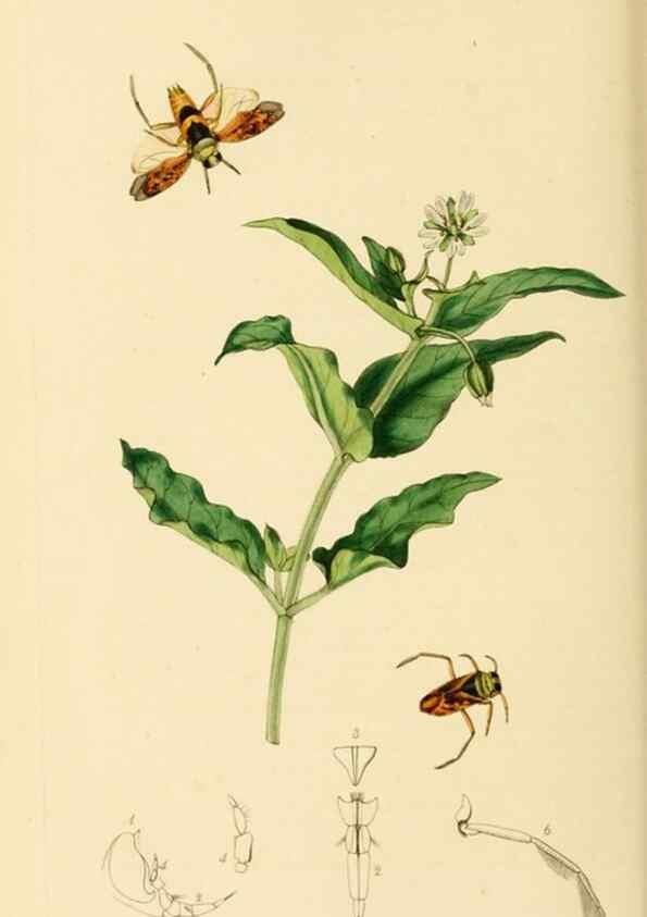 Reproducción/Reproduction 49640865036: British entomology :. London,Printed for the author,1823-1840 [i.e. 1840].. 
