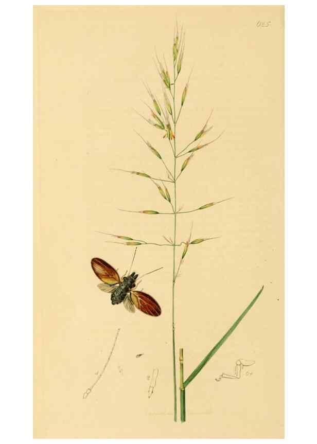 Reproducción/Reproduction 49641133507: British entomology :. London,Printed for the author,1823-1840 [i.e. 1840].. 