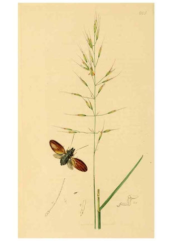Reproducción/Reproduction 49641133507: British entomology :. London,Printed for the author,1823-1840 [i.e. 1840].. 
