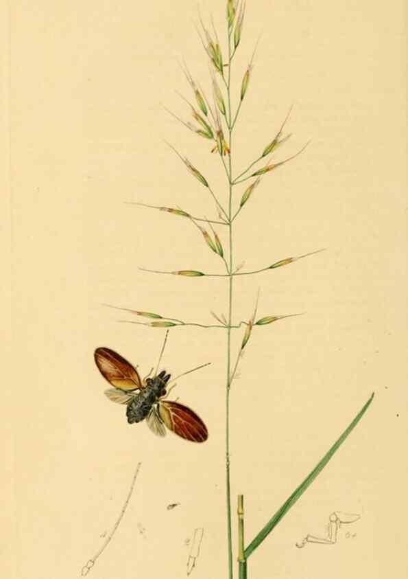 Reproducción/Reproduction 49641133507: British entomology :. London,Printed for the author,1823-1840 [i.e. 1840].. 