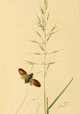 Reproducción/Reproduction 49641133507: British entomology :. London,Printed for the author,1823-1840 [i.e. 1840].. 
