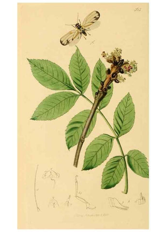 Reproducción/Reproduction 49641133847: British entomology :. London,Printed for the author,1823-1840 [i.e. 1840].. 
