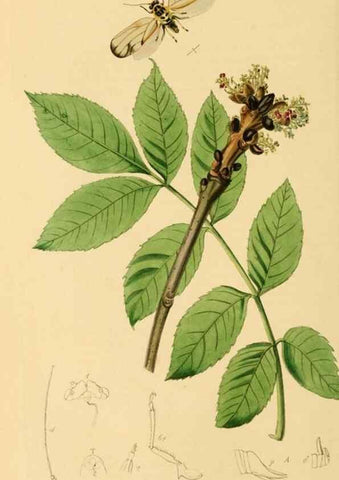 Reproducción/Reproduction 49641133847: British entomology :. London,Printed for the author,1823-1840 [i.e. 1840].. 