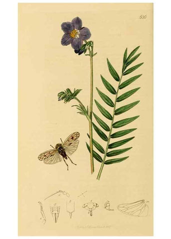 Reproducción/Reproduction 49640860996: British entomology :. London,Printed for the author,1823-1840 [i.e. 1840].. 