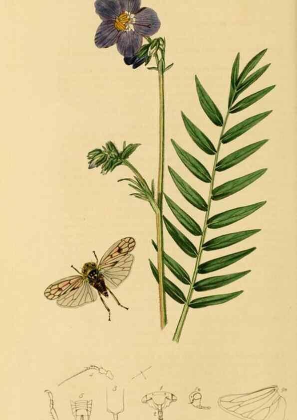 Reproducción/Reproduction 49640860996: British entomology :. London,Printed for the author,1823-1840 [i.e. 1840].. 
