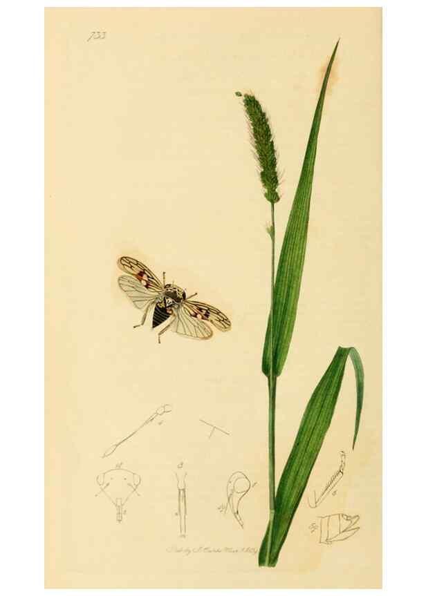 Reproducción/Reproduction 49640338223: British entomology :. London,Printed for the author,1823-1840 [i.e. 1840].. 