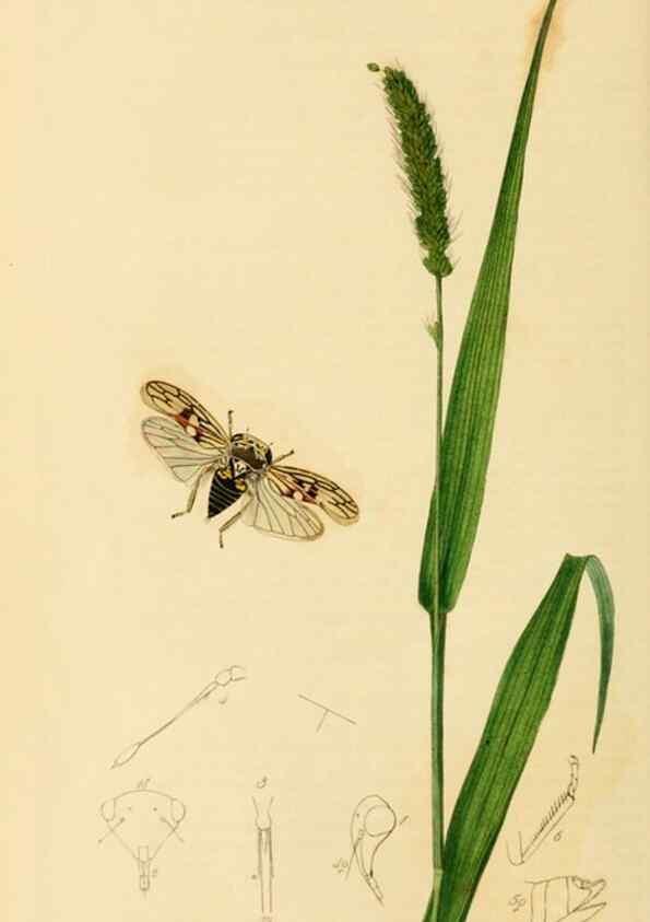 Reproducción/Reproduction 49640338223: British entomology :. London,Printed for the author,1823-1840 [i.e. 1840].. 