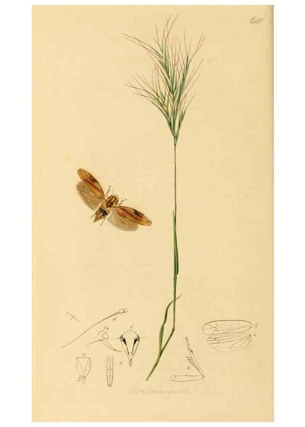 Reproducción/Reproduction 49641134937: British entomology :. London,Printed for the author,1823-1840 [i.e. 1840].. 