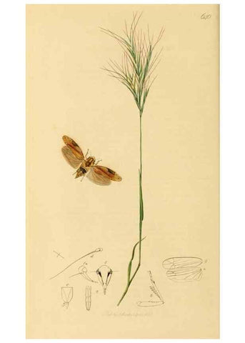 Reproducción/Reproduction 49641134937: British entomology :. London,Printed for the author,1823-1840 [i.e. 1840].. 