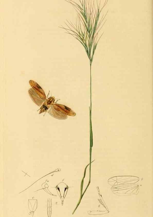 Reproducción/Reproduction 49641134937: British entomology :. London,Printed for the author,1823-1840 [i.e. 1840].. 