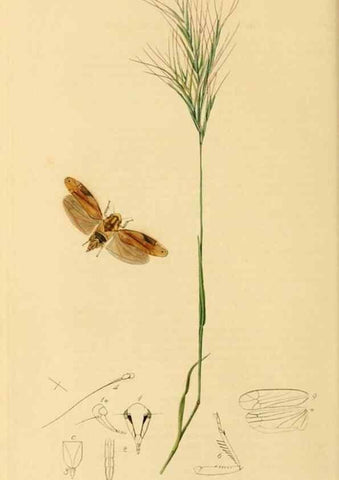 Reproducción/Reproduction 49641134937: British entomology :. London,Printed for the author,1823-1840 [i.e. 1840].. 