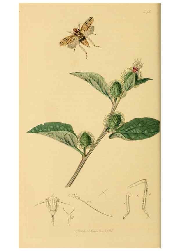 Reproducción/Reproduction 49641135267: British entomology :. London,Printed for the author,1823-1840 [i.e. 1840].. 