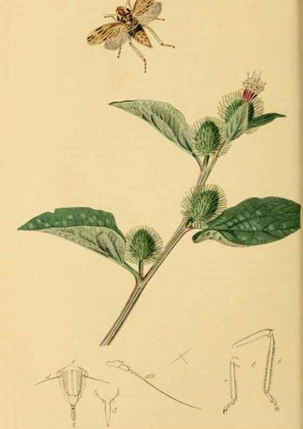 Reproducción/Reproduction 49641135267: British entomology :. London,Printed for the author,1823-1840 [i.e. 1840].. 
