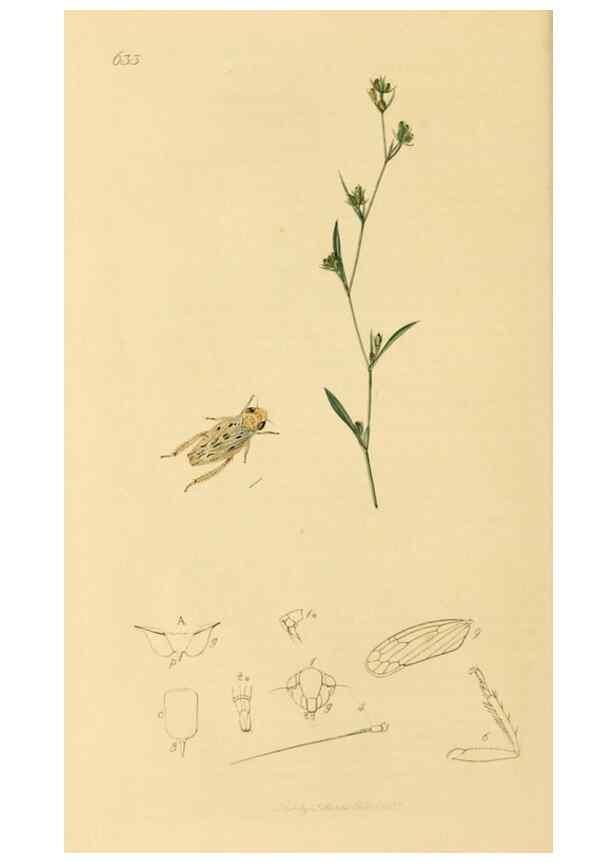 Reproducción/Reproduction 49640862126: British entomology :. London,Printed for the author,1823-1840 [i.e. 1840].. 