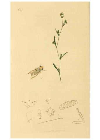 Reproducción/Reproduction 49640862126: British entomology :. London,Printed for the author,1823-1840 [i.e. 1840].. 
