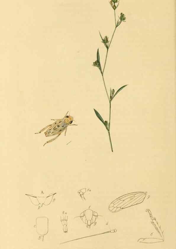 Reproducción/Reproduction 49640862126: British entomology :. London,Printed for the author,1823-1840 [i.e. 1840].. 