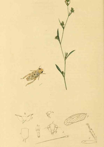 Reproducción/Reproduction 49640862126: British entomology :. London,Printed for the author,1823-1840 [i.e. 1840].. 