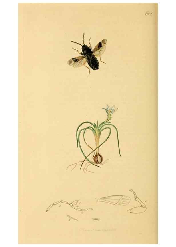 Reproducción/Reproduction 49640870536: British entomology :. London,Printed for the author,1823-1840 [i.e. 1840].. 