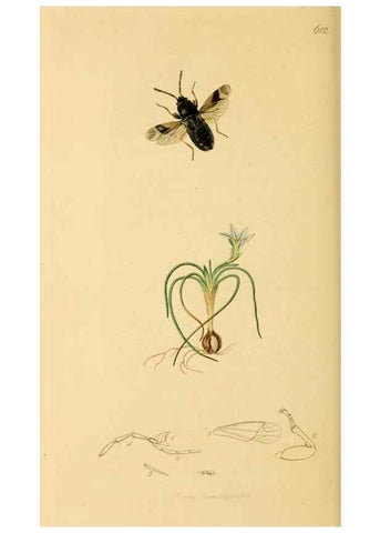 Reproducción/Reproduction 49640870536: British entomology :. London,Printed for the author,1823-1840 [i.e. 1840].. 