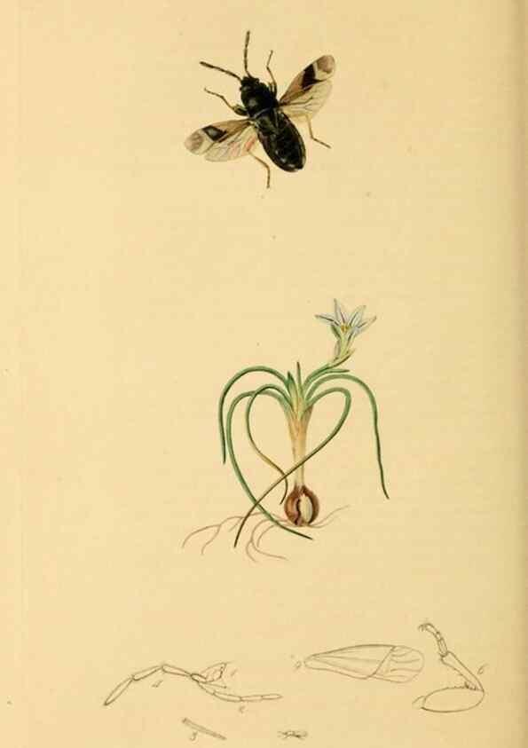 Reproducción/Reproduction 49640870536: British entomology :. London,Printed for the author,1823-1840 [i.e. 1840].. 