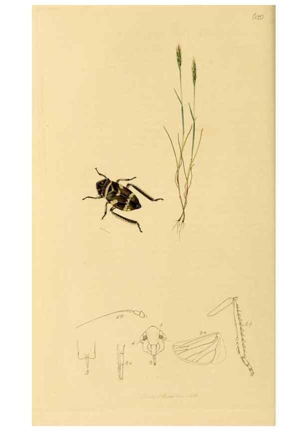 Reproducción/Reproduction 49640862401: British entomology :. London,Printed for the author,1823-1840 [i.e. 1840].. 