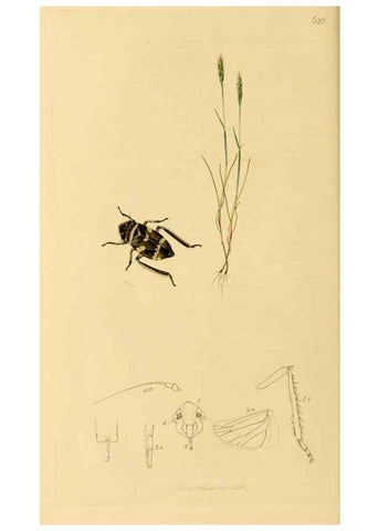 Reproducción/Reproduction 49640862401: British entomology :. London,Printed for the author,1823-1840 [i.e. 1840].. 