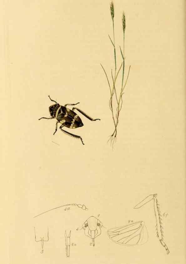 Reproducción/Reproduction 49640862401: British entomology :. London,Printed for the author,1823-1840 [i.e. 1840].. 
